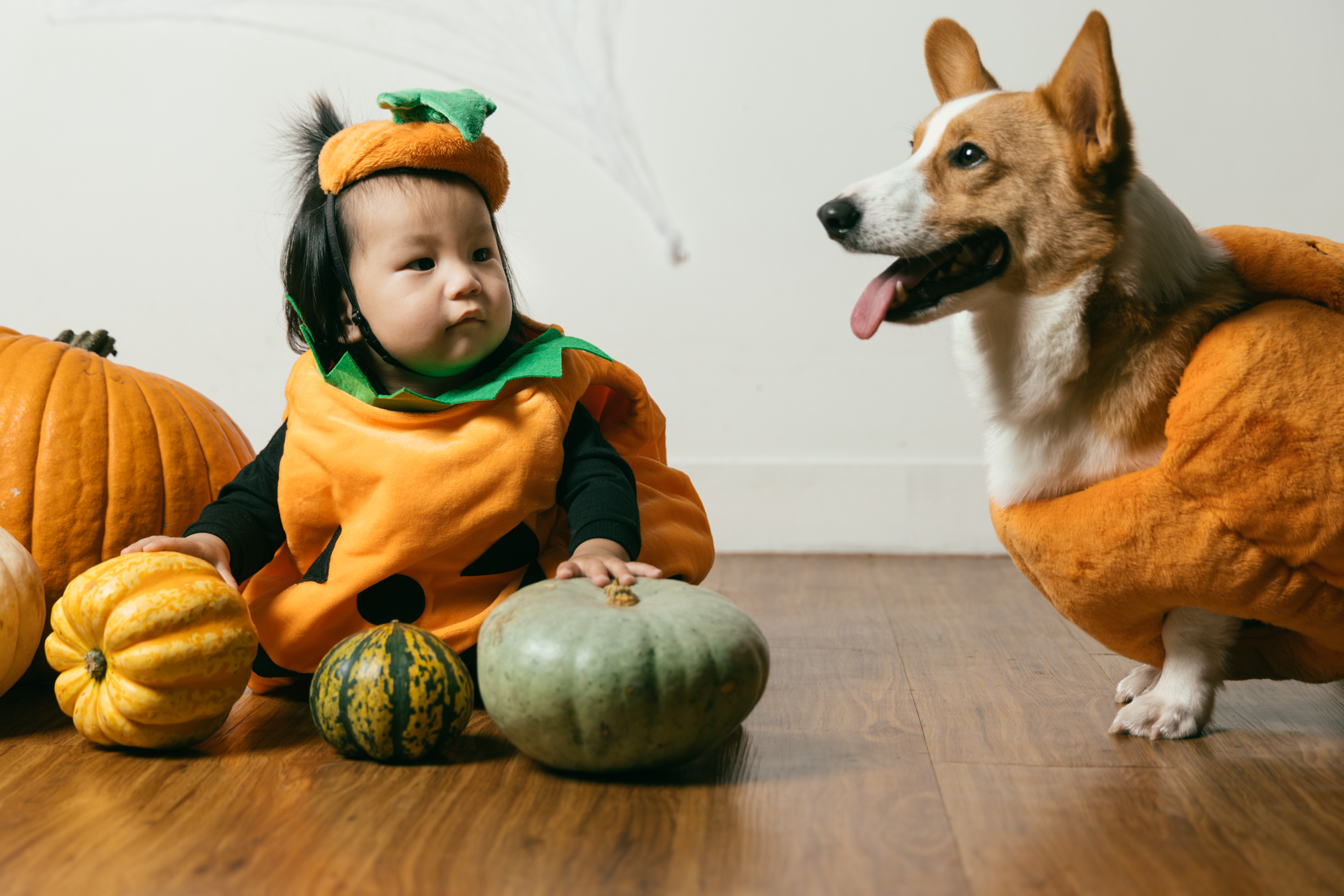 Halloween Baby and Dog Portrait | Hong Kong Family Photo Studio